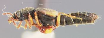 Media type: image;   Entomology 24058 Aspect: habitus lateral view